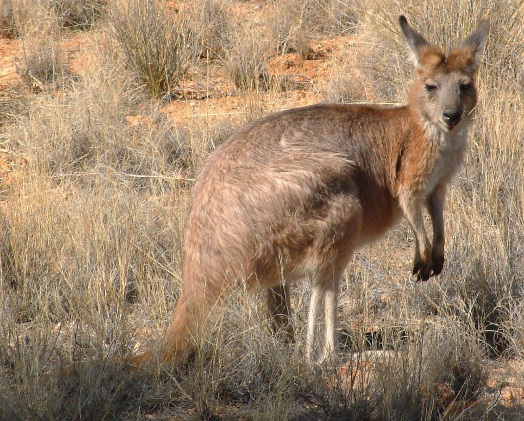 A shaggy common wallaroo standing in dry grass.