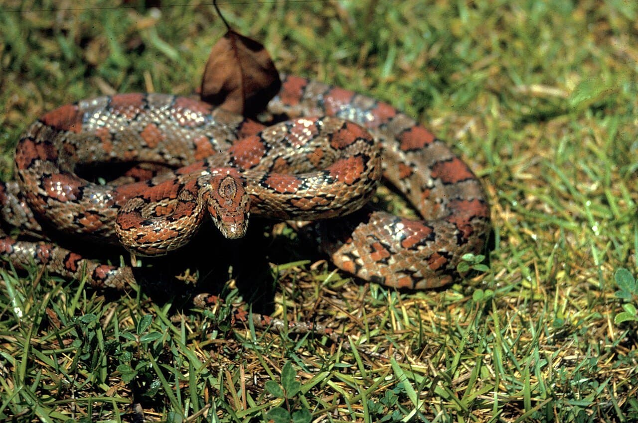 An orange and red corn snake with dark-edged blotches coiled on grass.