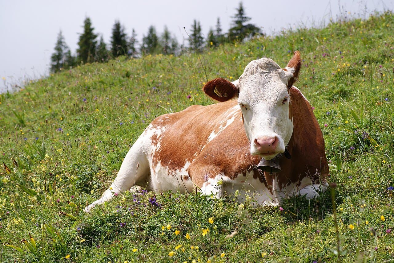 A brown-and-white cow lying in a grassy mountain meadow.