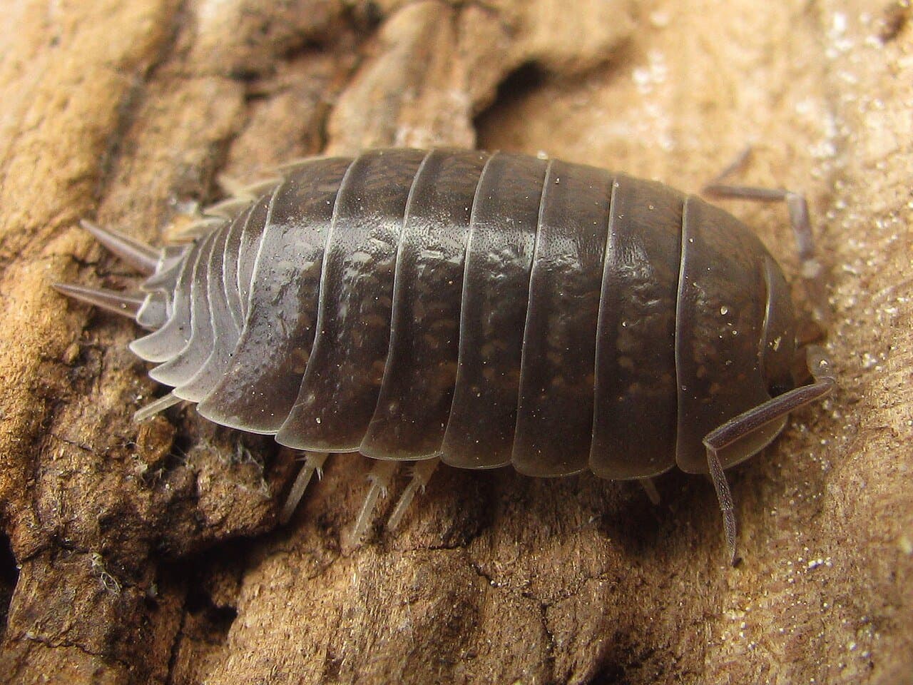A gray isopod with a segmented body crawling on bark.