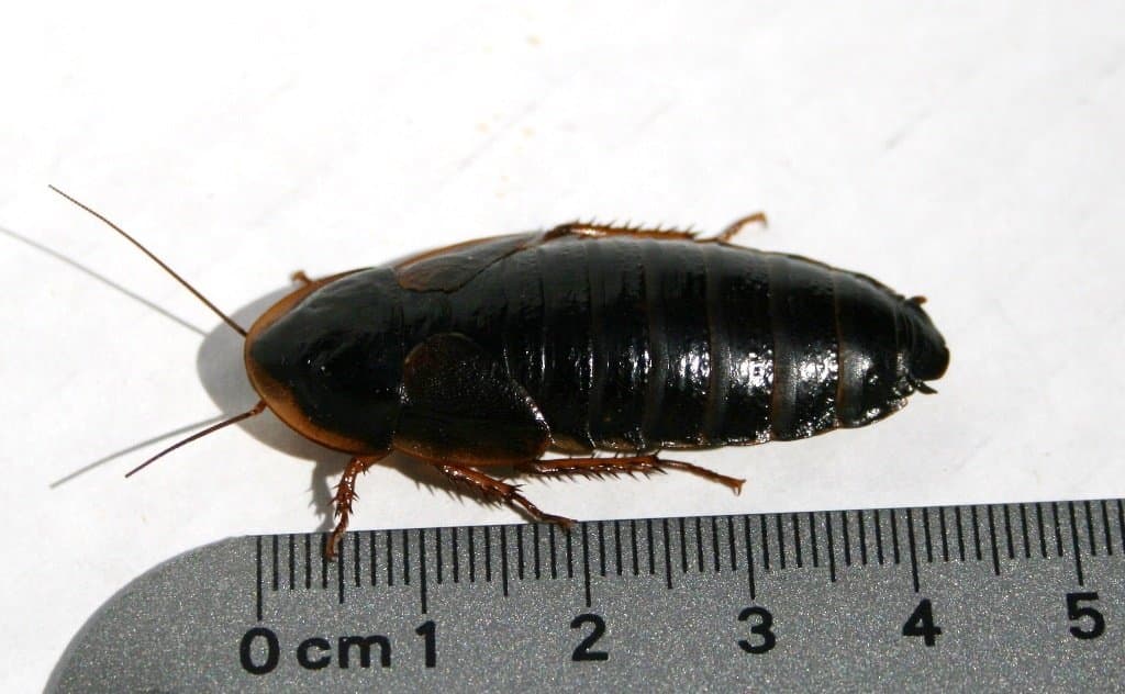 A dark brown dubia roach beside a ruler.
