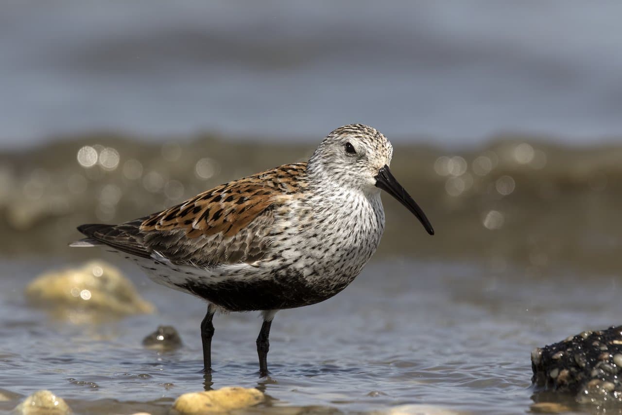 A dunlin with a drooping bill standing in shallow water.