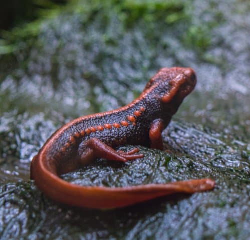 A dark brown emperor newt with orange ridges on a wet rock.