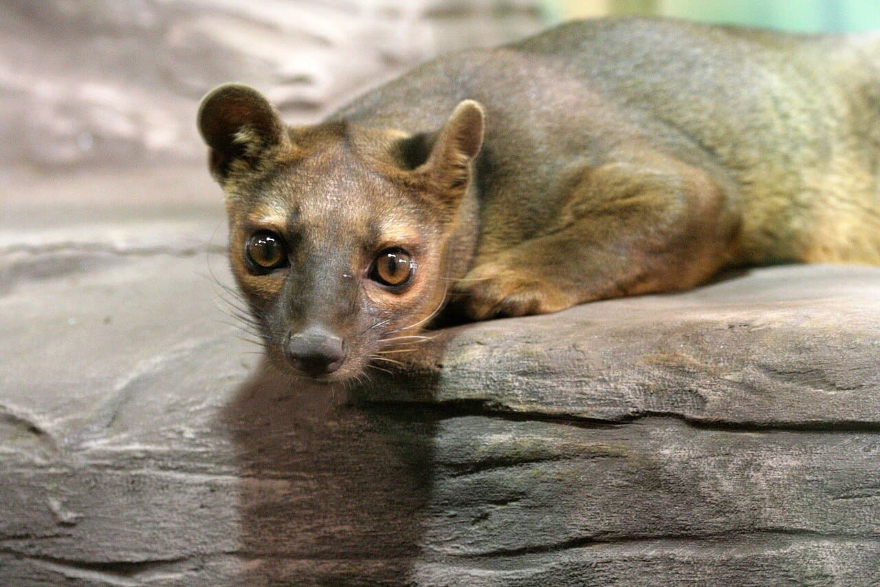 A brown fossa with round ears resting on a rock.