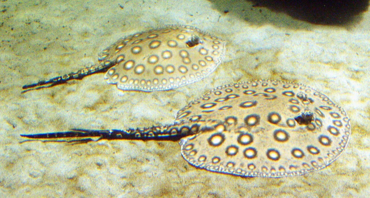 Two spotted freshwater stingrays resting on sand.