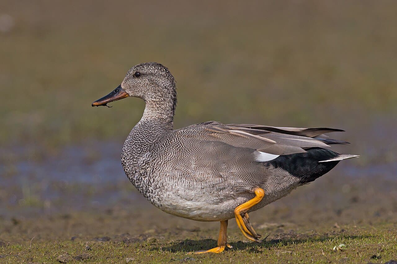 A gray-brown male gadwall walking on a mudflat.