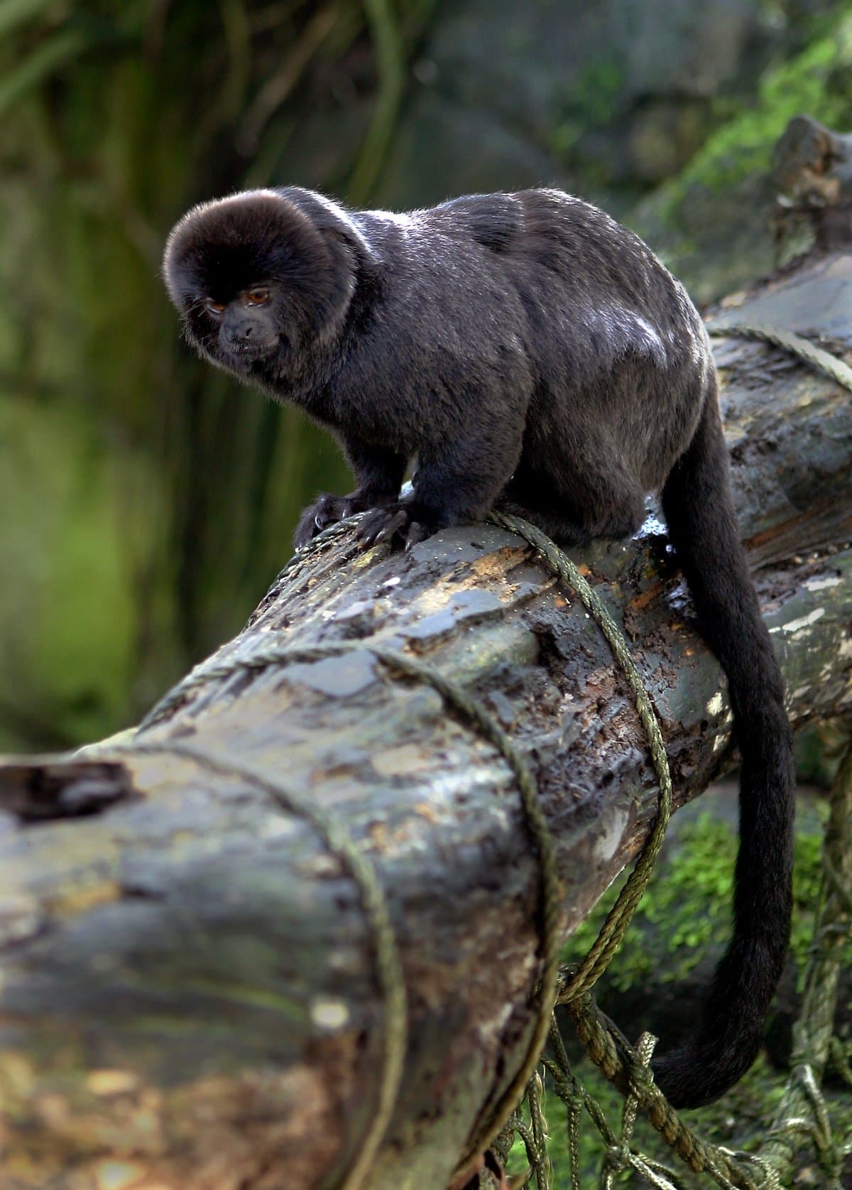 A shaggy black Goeldi's monkey sitting on a log.