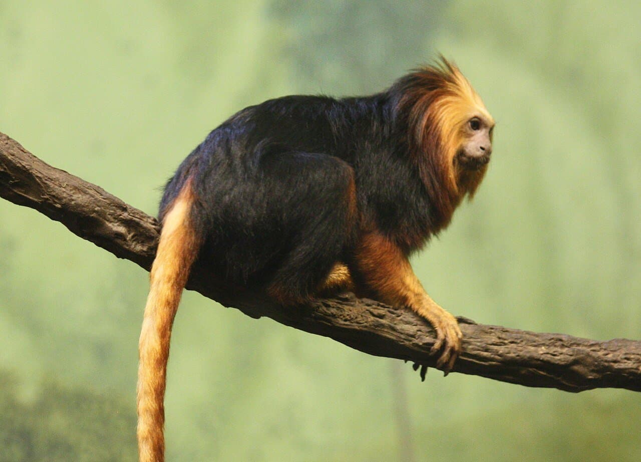 A black golden-headed lion tamarin with a golden mane on a branch.