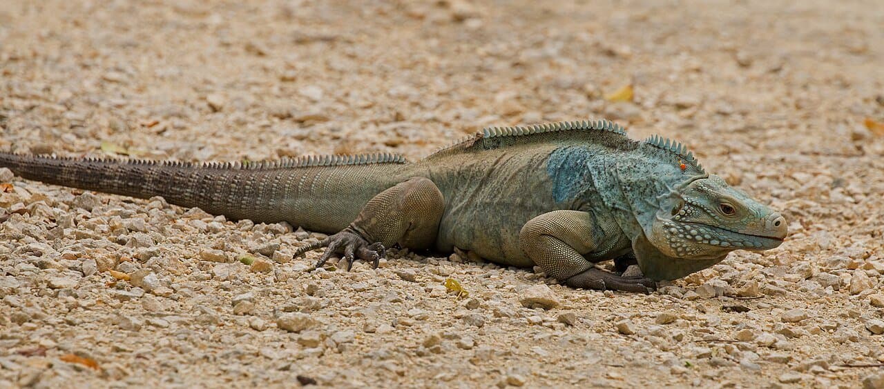A blue-gray Grand Cayman blue iguana on sandy ground.