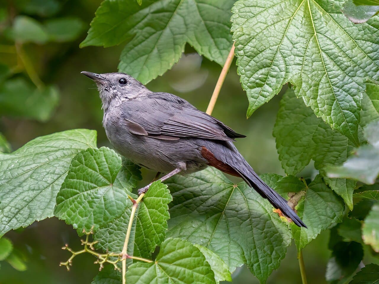 A gray catbird with a black cap perched among leaves.