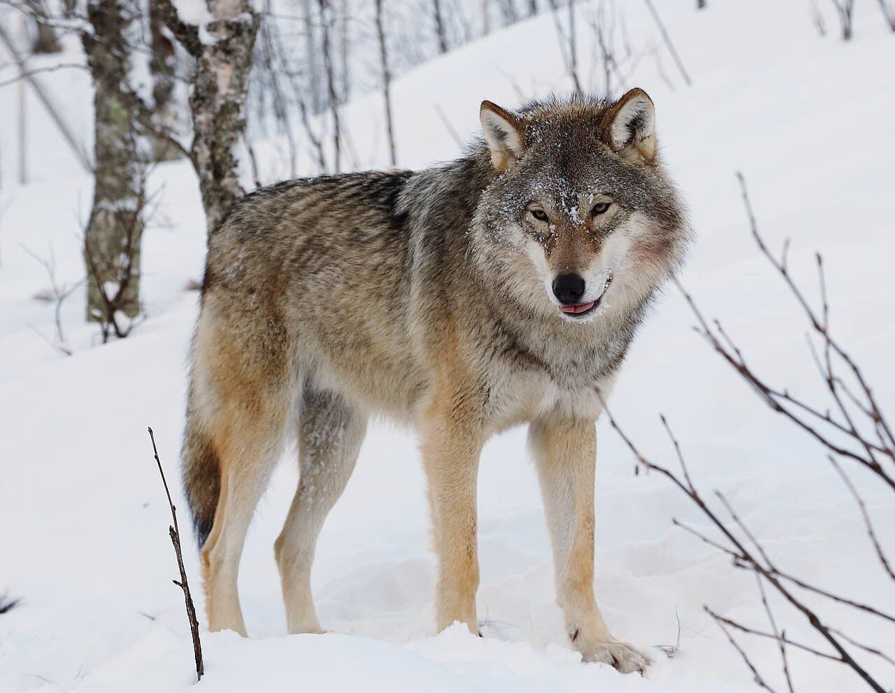 A gray wolf standing in snow.