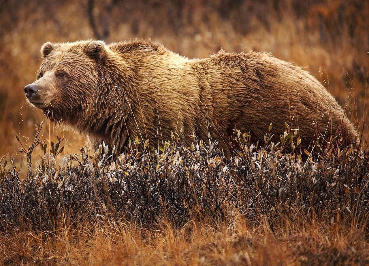 A brown grizzly bear walking through dry grass.
