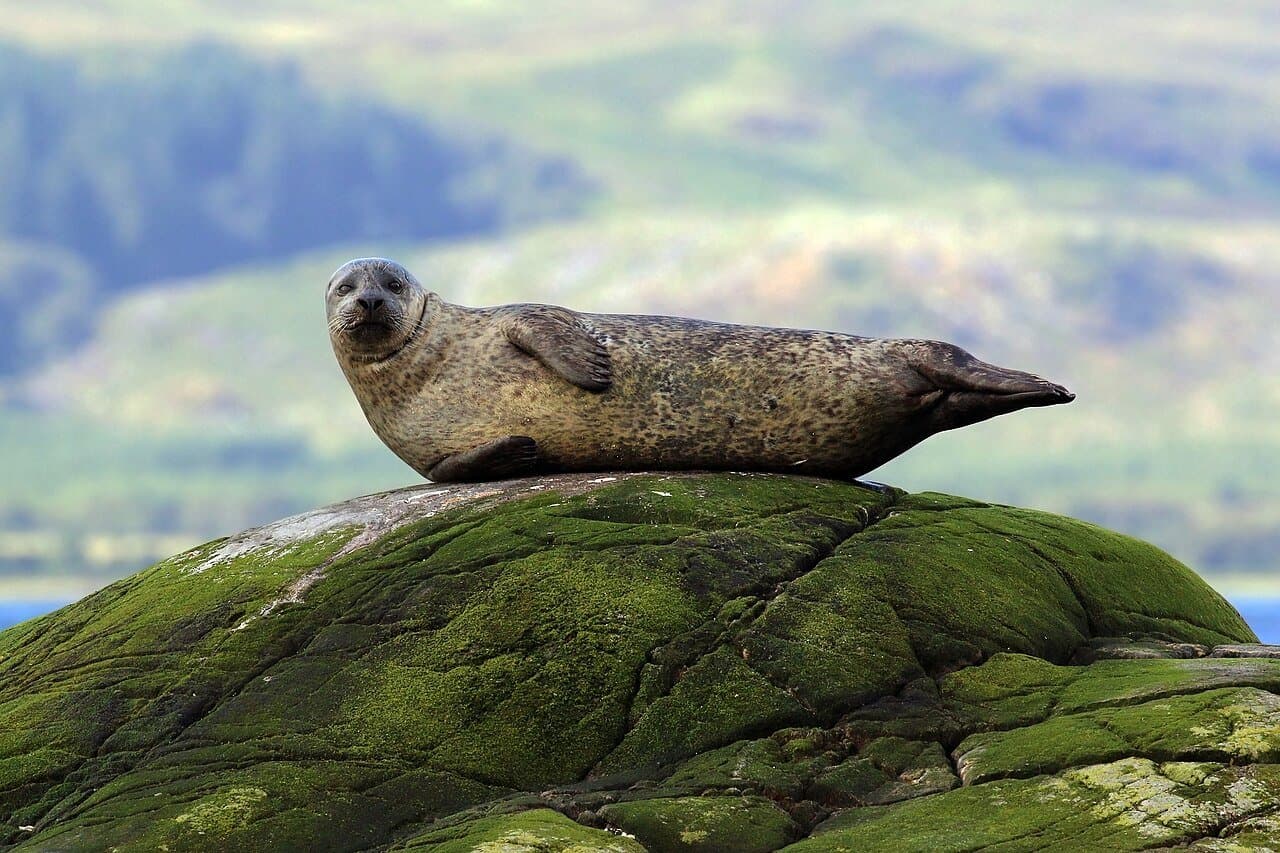 A spotted harbor seal resting on a mossy rock.