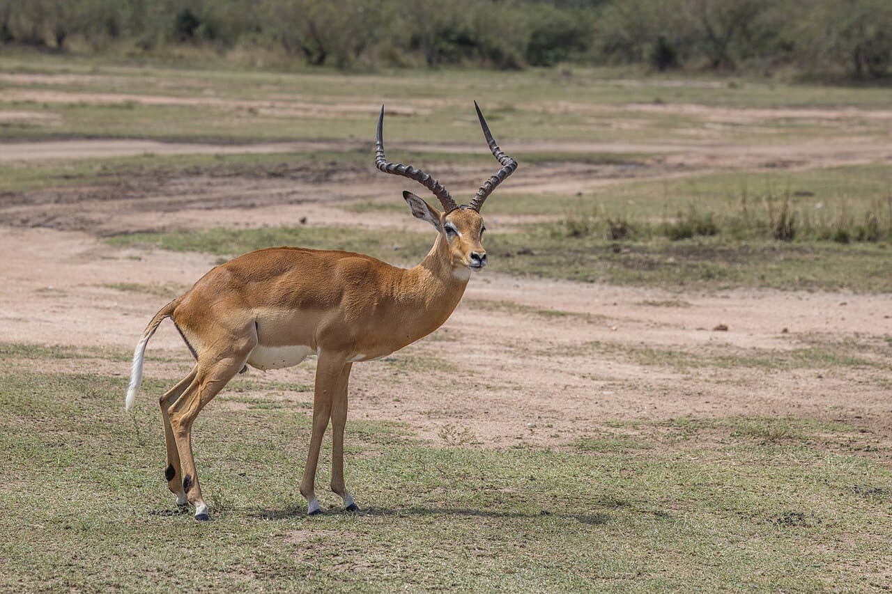 A male impala with long curved horns standing on open grassland.