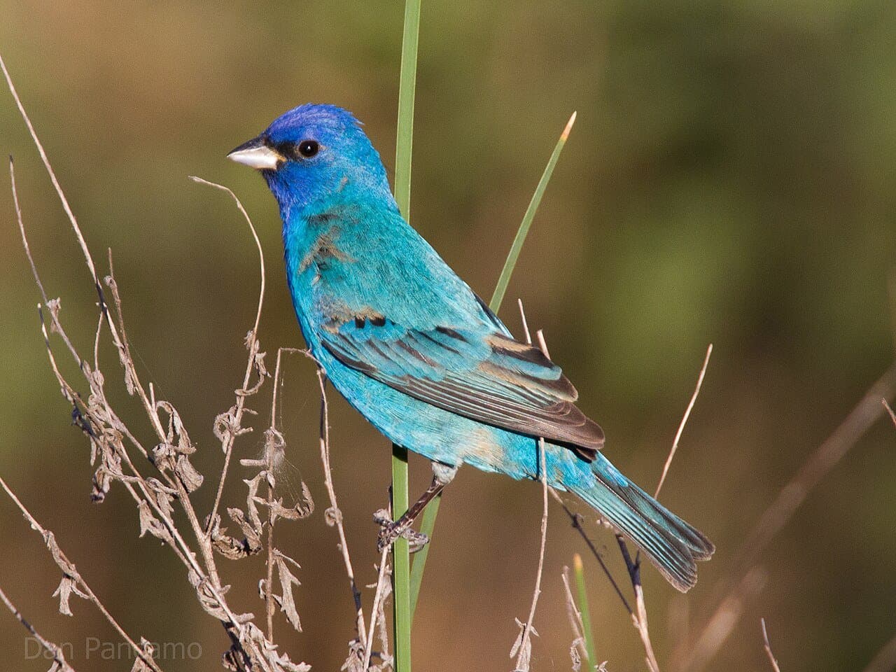 A bright blue indigo bunting perched on a grass stem.