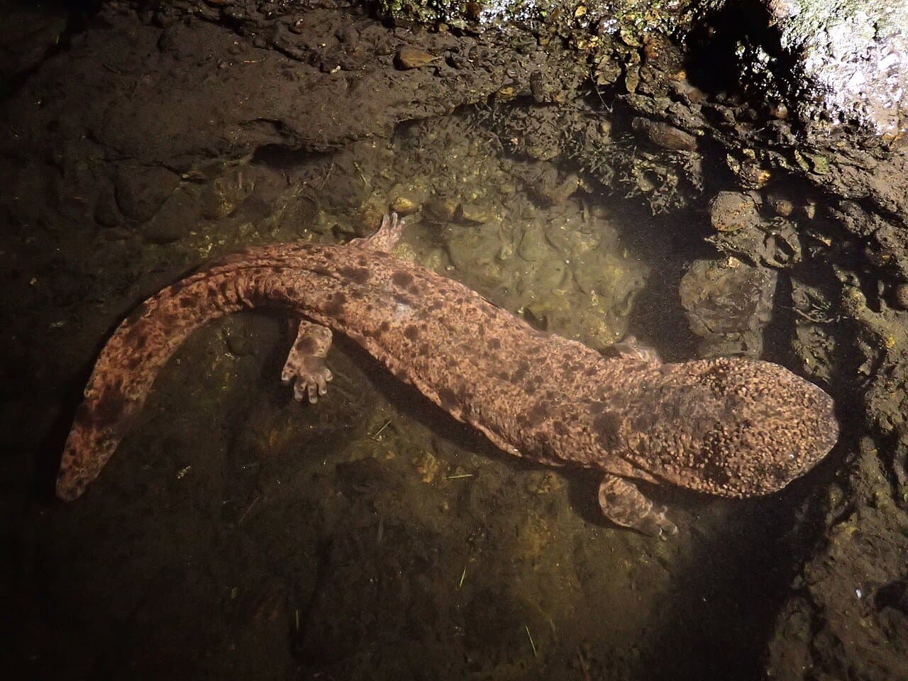 A large, mottled brown Japanese giant salamander underwater.