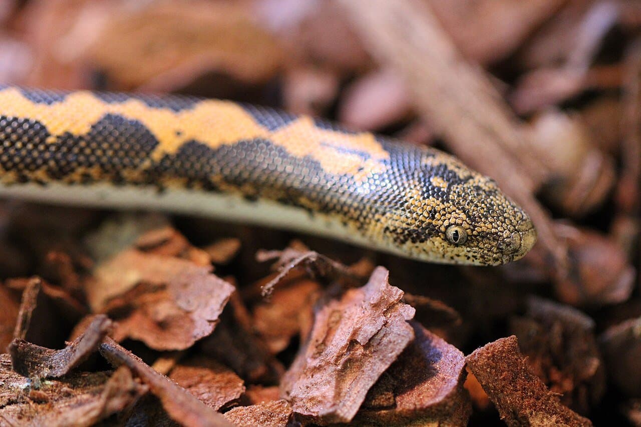 Close-up of an orange-and-black Kenyan sand boa on wood chips.