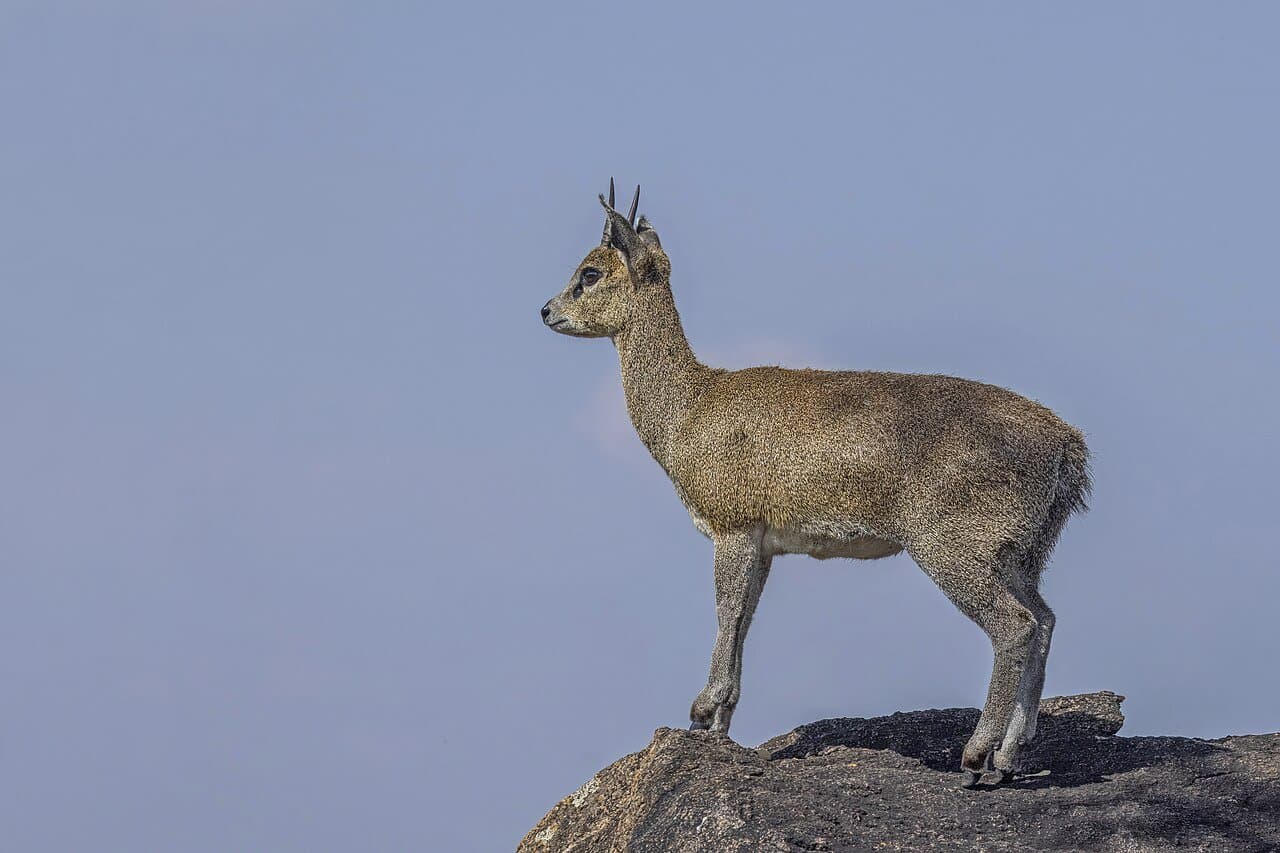 A klipspringer standing on the tips of its hooves on a rock.