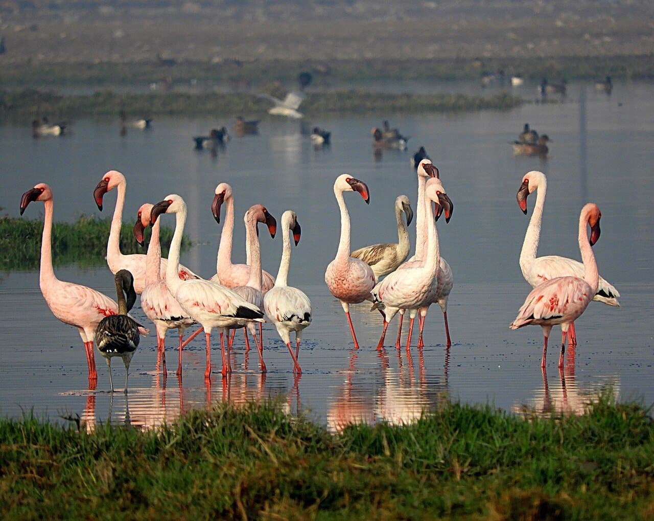 A flock of pink lesser flamingos standing in shallow water.