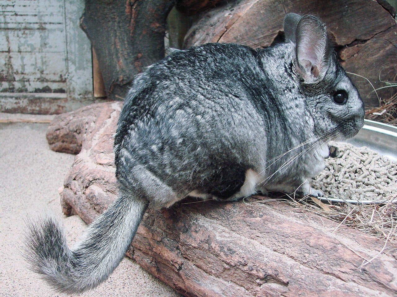 A fluffy gray long-tailed chinchilla sitting on a log.