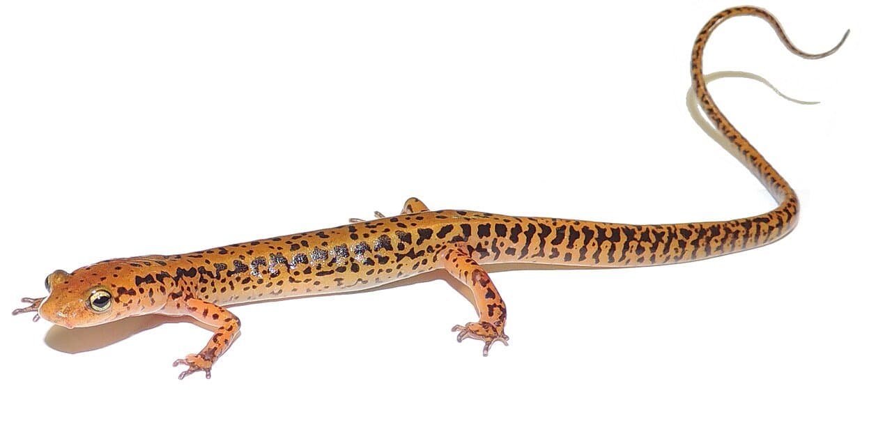 An orange long-tailed salamander with black spots and a very long tail.