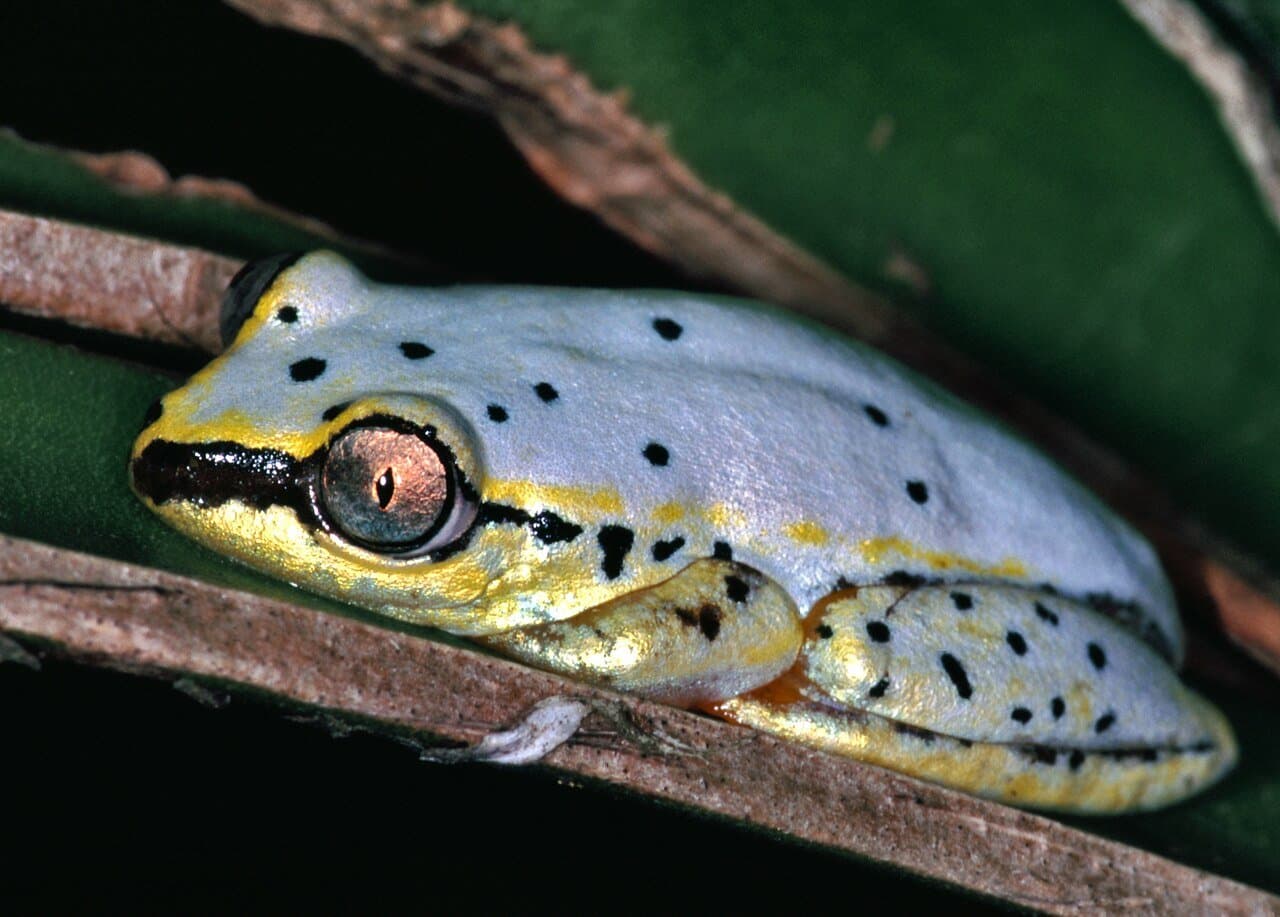 A pale blue Madagascar reed frog with black spots on a leaf.