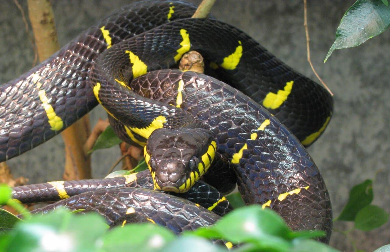 A black mangrove snake with yellow bands coiled in leaves.