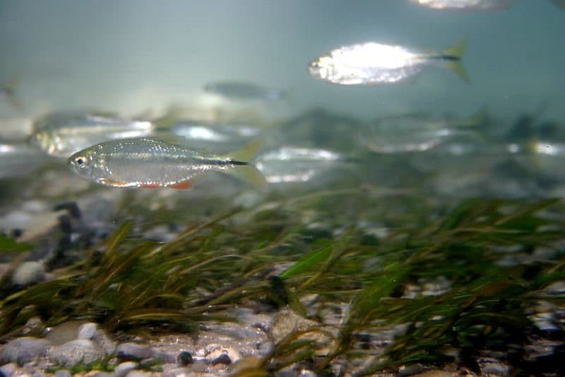 Silvery Mexican tetras, the surface form of the blind cavefish, swimming over plants.