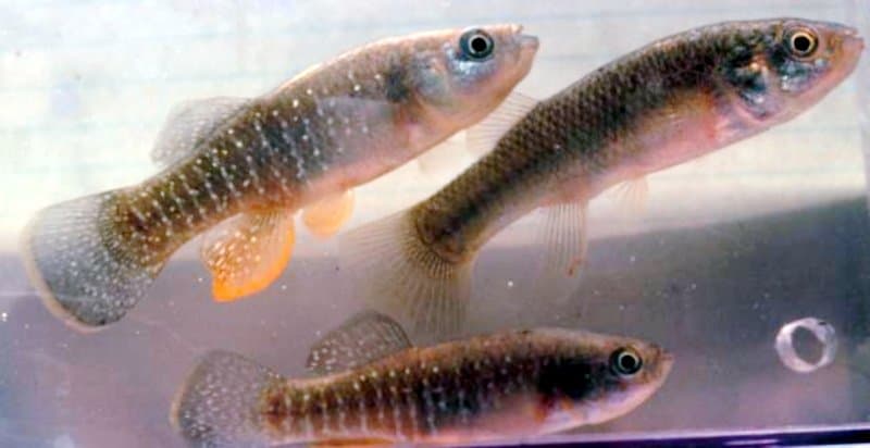 Three olive and striped mummichogs swimming in a tank.