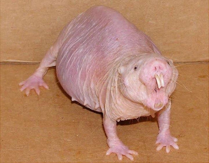 Kein keen, CC BY-SA 4.0, Wikimedia Commons A pink, wrinkly naked mole rat with long front teeth.
