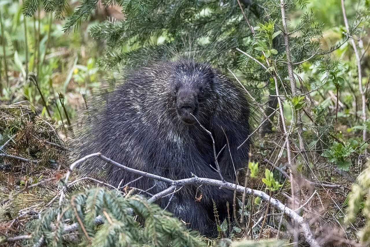 A dark North American porcupine among small evergreen trees.