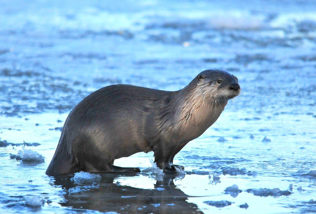 A North American river otter standing on ice by water.