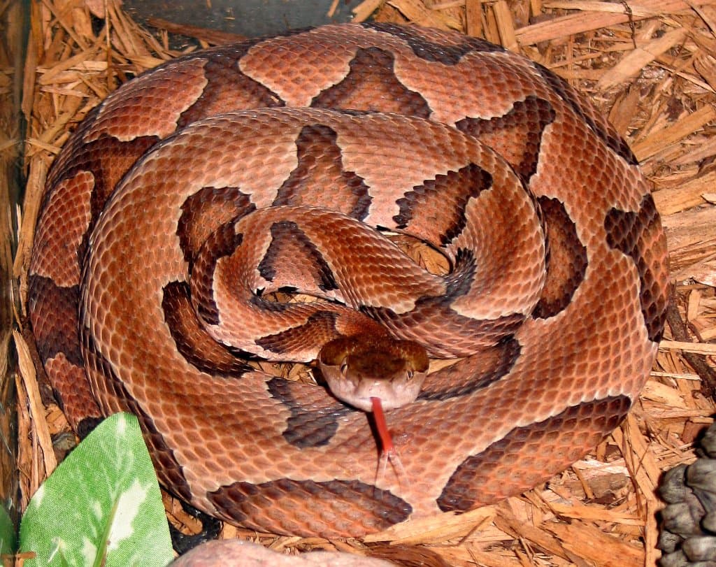 A coiled copperhead with copper-colored hourglass bands.