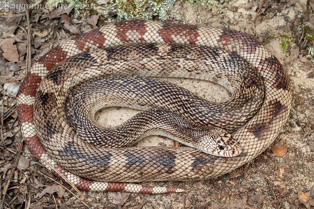 A coiled pine snake with dark and reddish blotches.