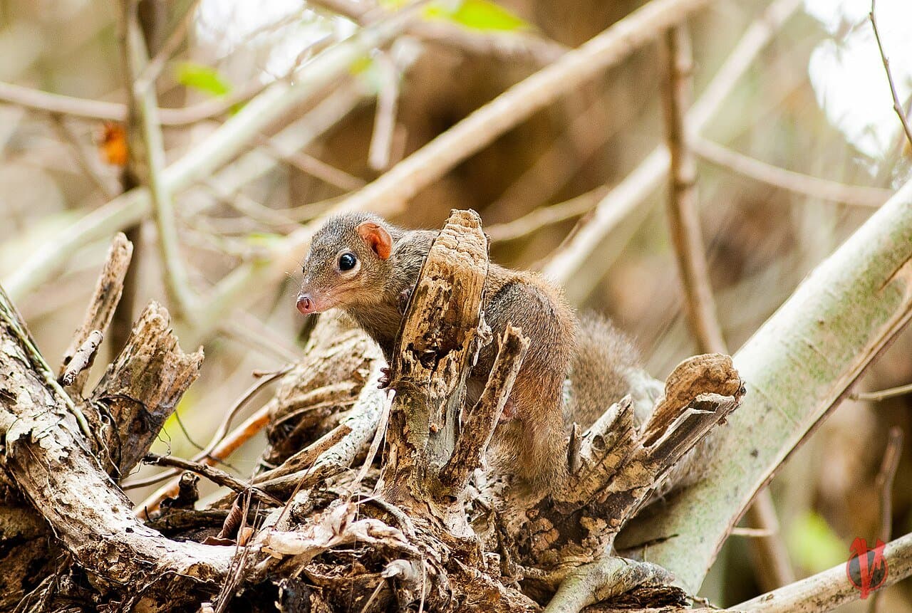 A small brown northern tree shrew among dry branches.