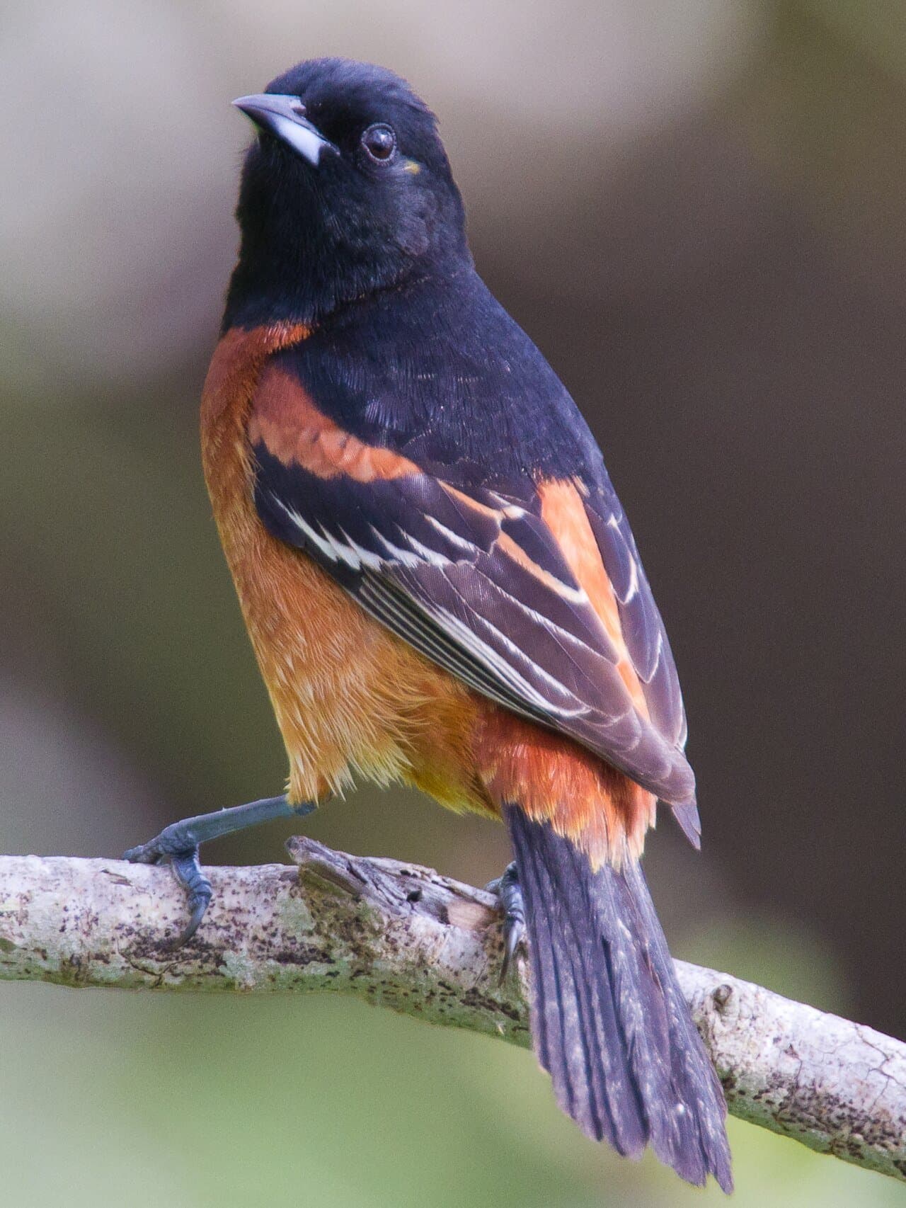 A black and chestnut male orchard oriole on a branch.