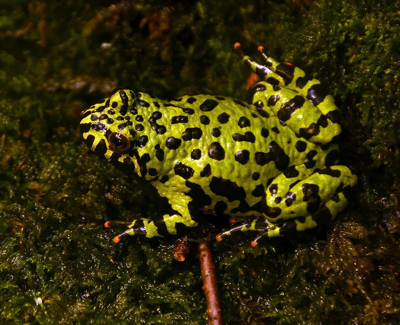 A bright green oriental fire-bellied toad with black spots.