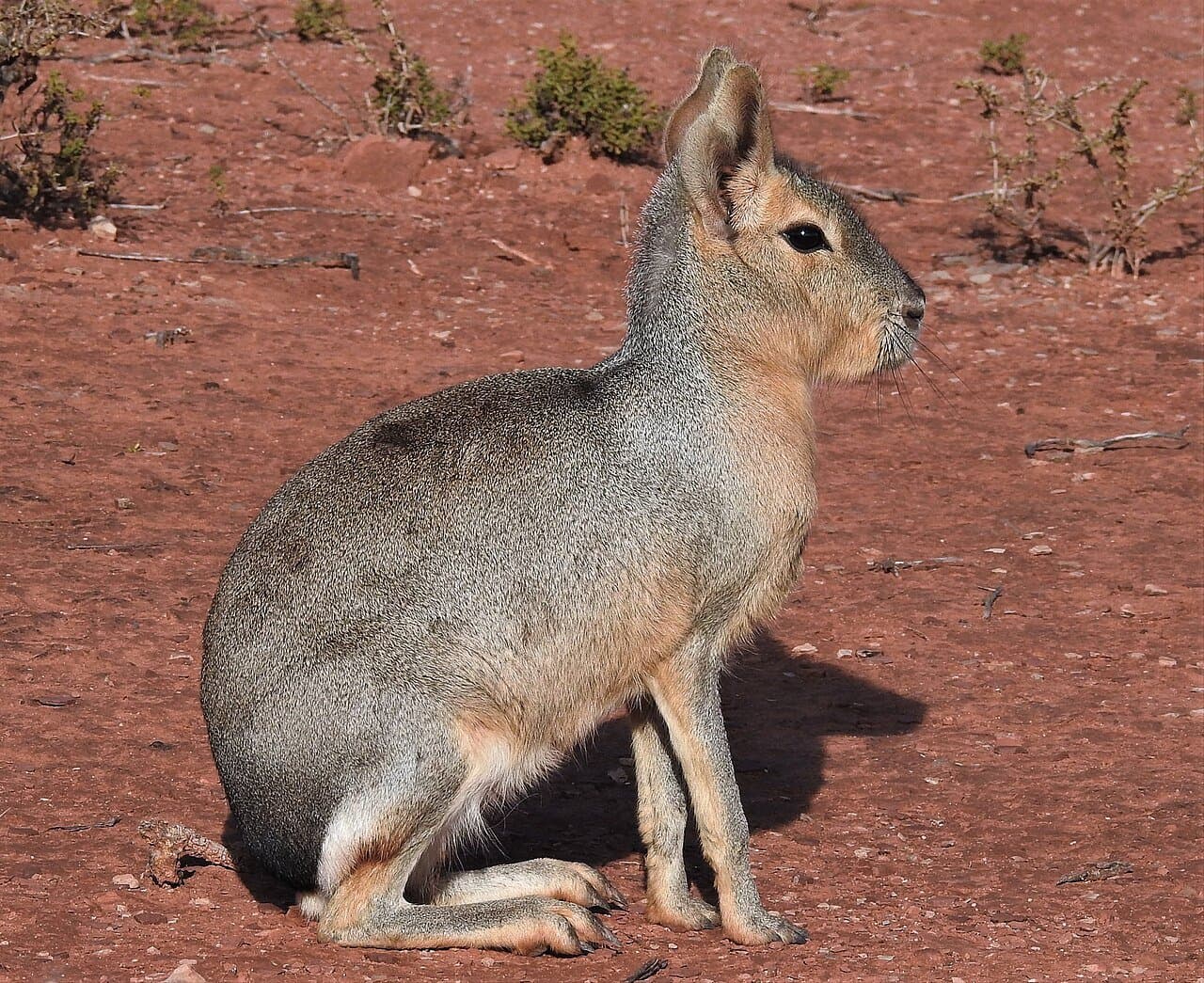 Hugo Hulsberg, CC0, Wikimedia Commons A gray-brown Patagonian mara with long ears sitting on red ground.