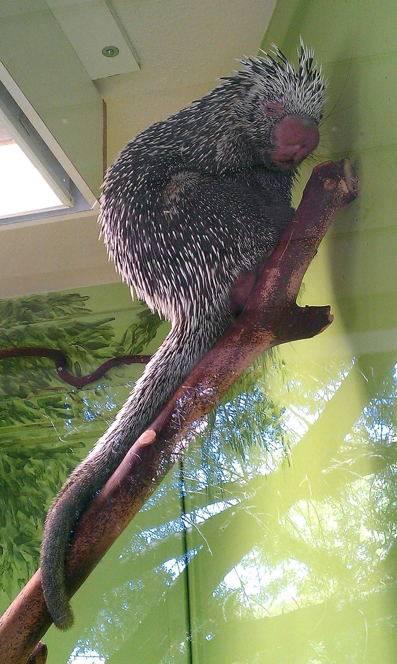 A prehensile-tailed porcupine climbing a branch with its tail wrapped around it.