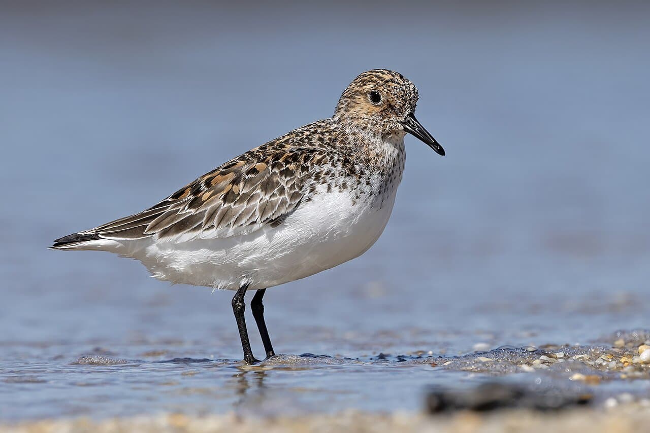A sanderling standing at the edge of the water.