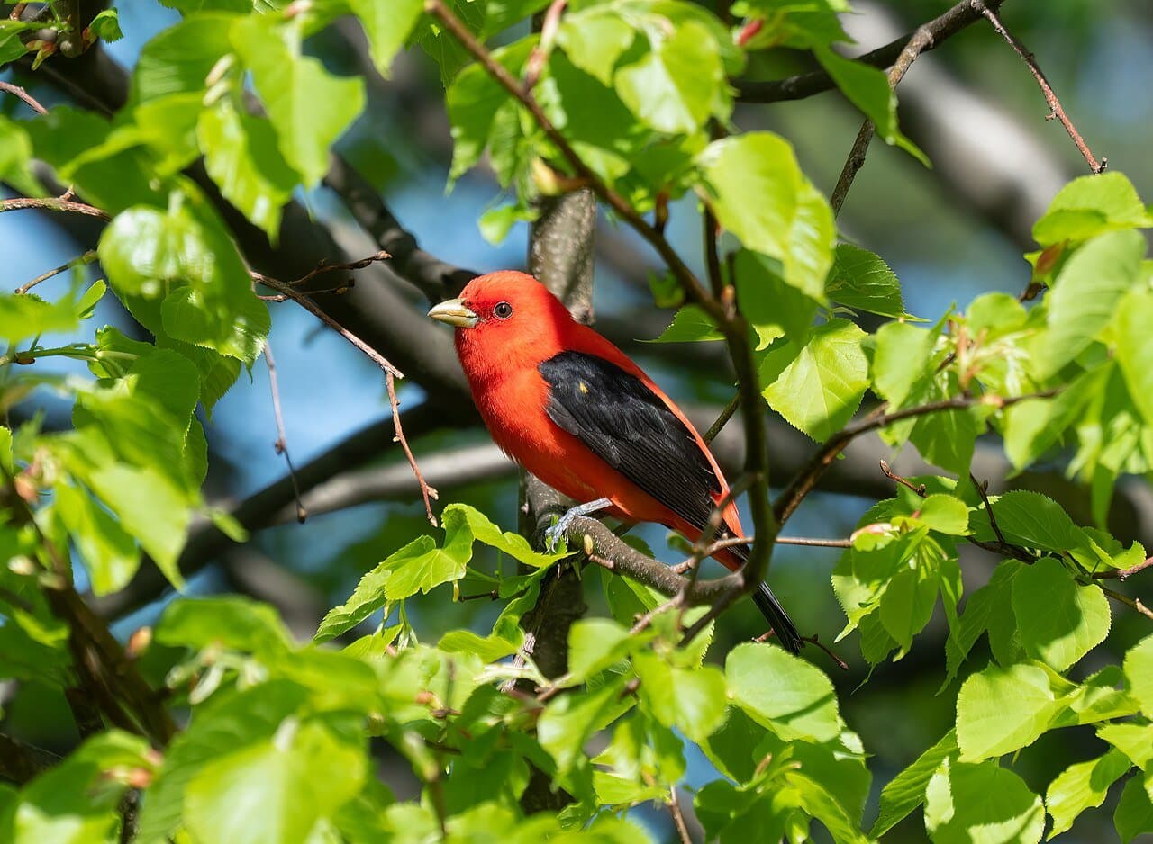 A bright red male scarlet tanager with black wings among green leaves.