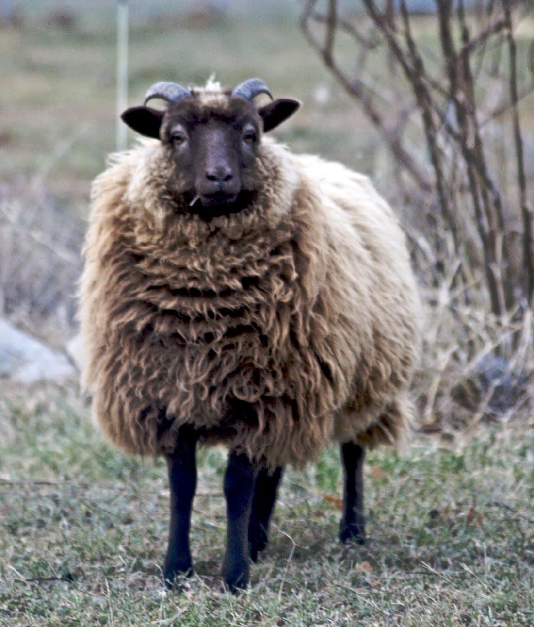 A woolly brown Shetland sheep with a dark face standing on grass.