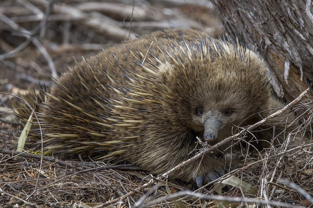 A spiny short-beaked echidna among dry twigs.
