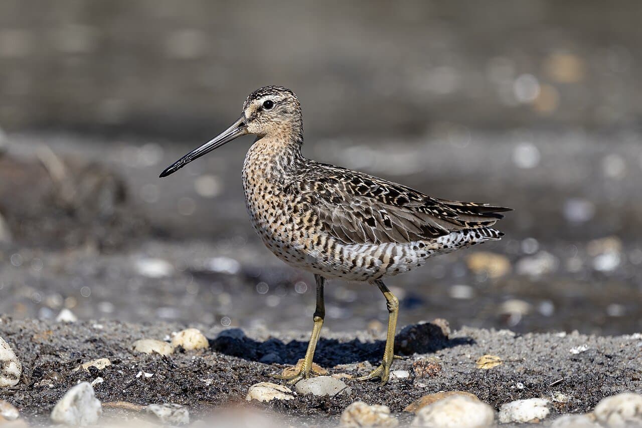 A short-billed dowitcher with a long bill standing on a shore.