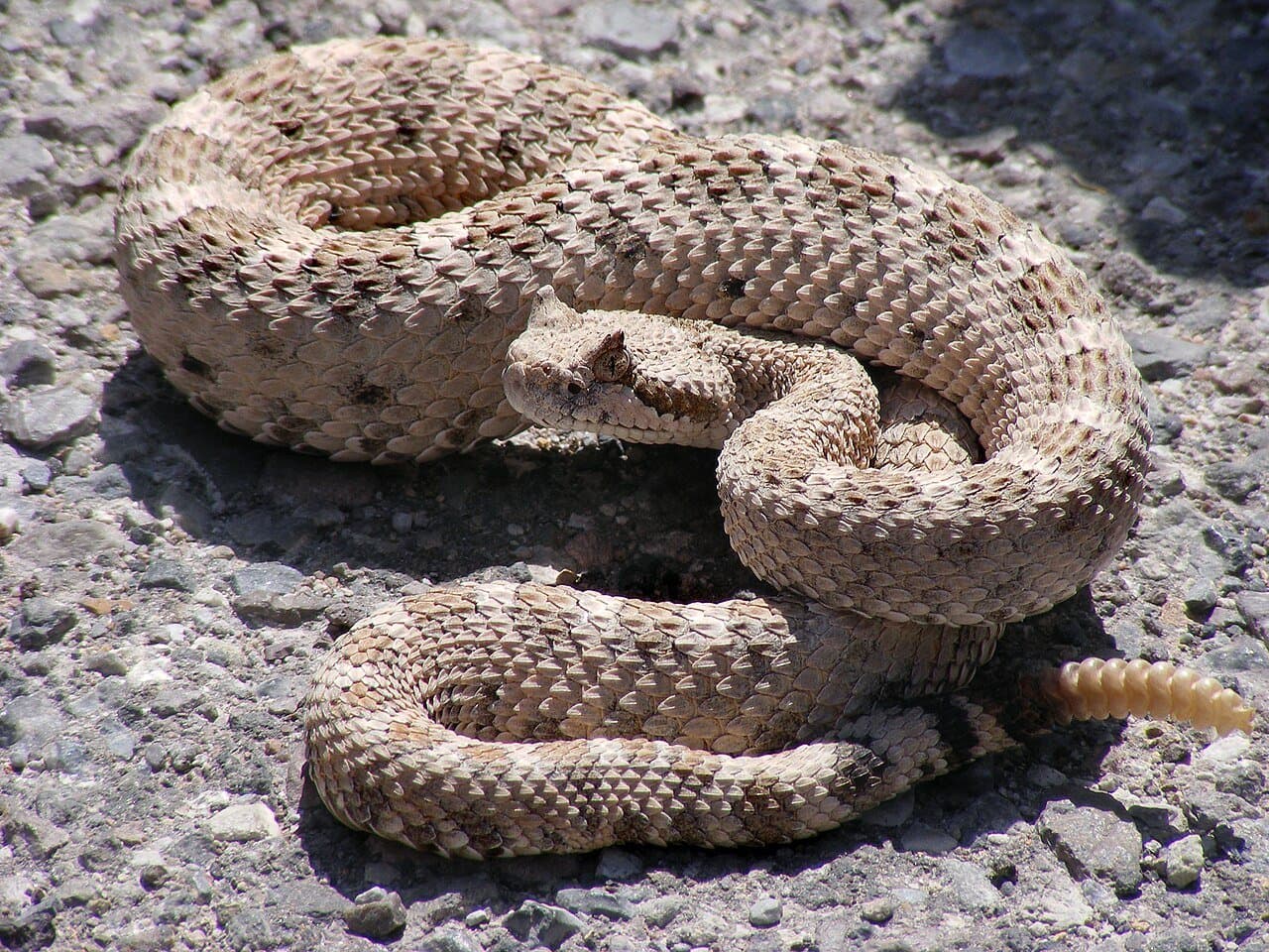 A sandy-colored sidewinder rattlesnake coiled on gravel.
