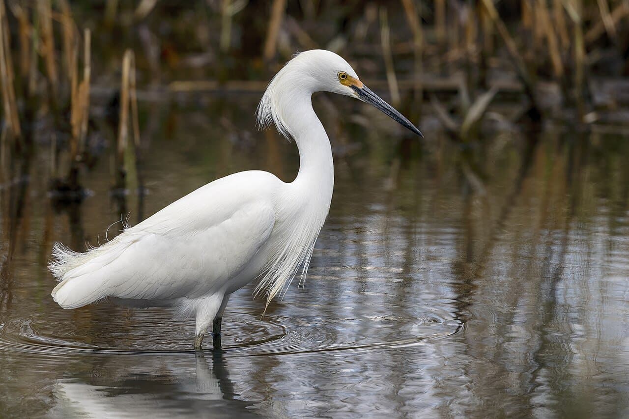 A white snowy egret with a black bill wading in shallow water.