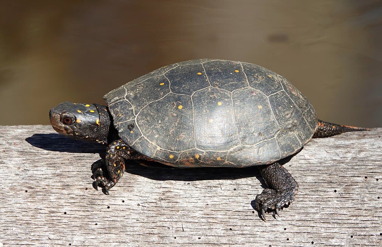 A dark spotted turtle with yellow spots resting on wood.