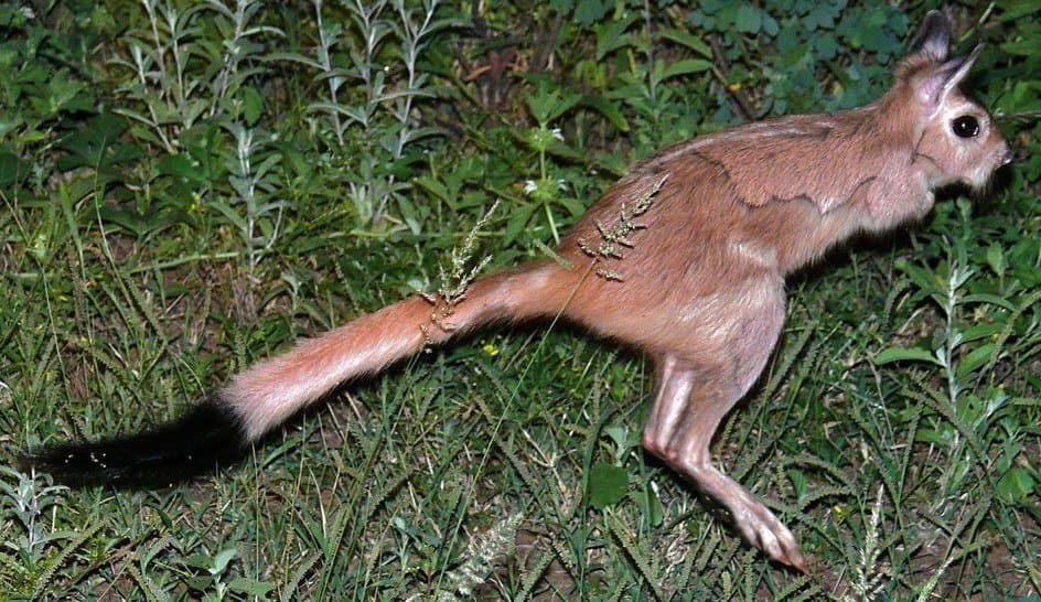 A springhare leaping across green plants on its long back legs.