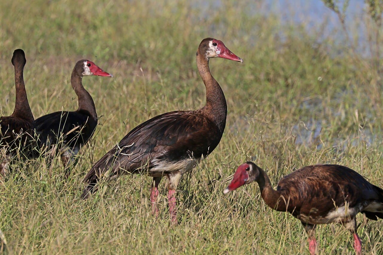 Several black-and-white spur-winged geese with red bills standing in grass.