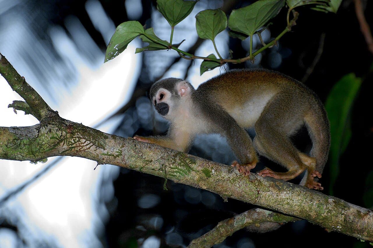A squirrel monkey with a white face walking along a branch.